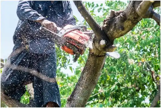 tree services Sugar Notch